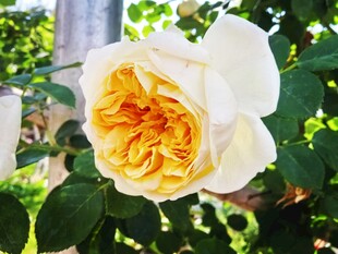 白色黄芯娇艳月季花