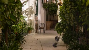 幽静绿植环绕的庭院小径