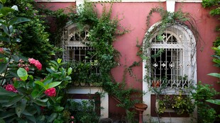 粉色墙前绿植环绕的窗景