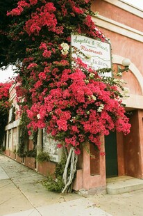 街头繁花簇拥的建筑一角