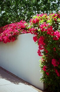 墙边盛放的多彩花卉