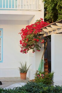 庭院中绽放的艳丽三角梅