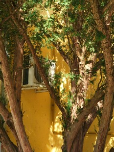 黄墙旁繁茂的树枝