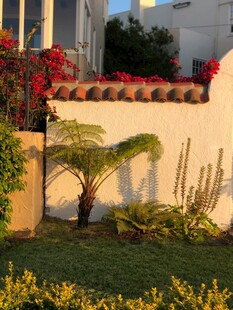 庭院绿植景观一角