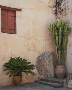 庭院角落的绿植与石景