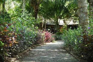 热带花园中的幽静小径