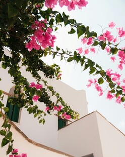 粉色繁花装点白色建筑