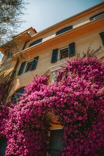 繁花簇拥的古朴建筑