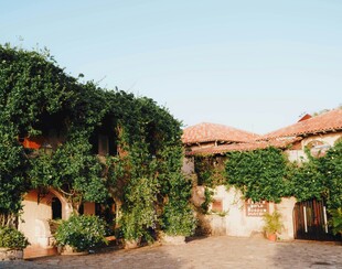 藤蔓覆盖的古朴庭院