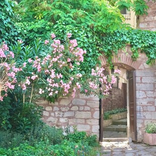 蔷薇爬满石墙的浪漫景致