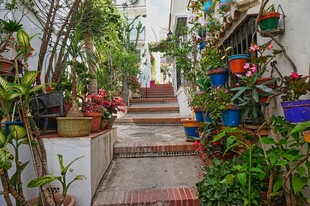 缤纷绿植装点的温馨小阶梯