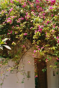 繁花爬满墙的温馨角落