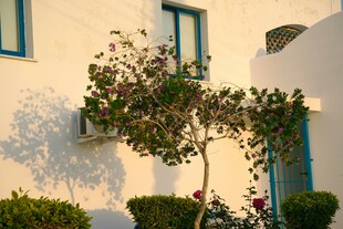 白色建筑旁的绿植景致