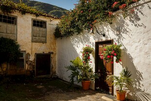 古朴庭院绿植环绕景致美