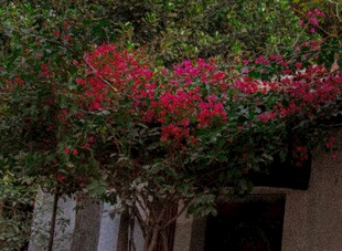 繁花满树的庭院景致