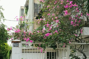 粉色繁花装点白色建筑