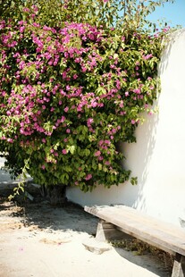 墙边绽放的艳丽三角梅