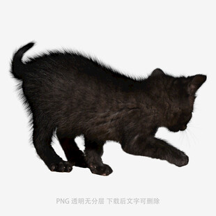 黑色小猫可爱姿态