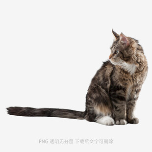 坐姿优雅的斑纹猫咪