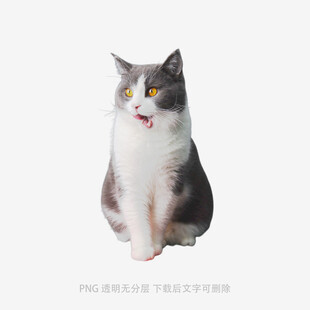 可爱灰白猫咪张嘴露舌