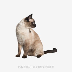 暹罗猫侧身优雅坐姿