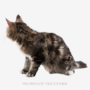 蹲坐的长毛猫