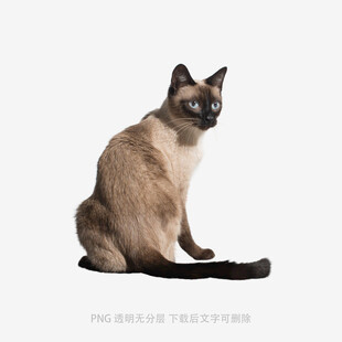 坐着的暹罗猫