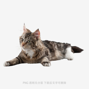 趴着的长毛猫