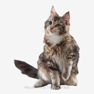 长毛猫咪端坐凝视