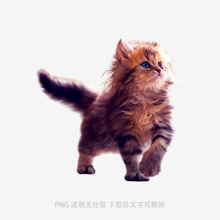 可爱小猫咪抬头张望