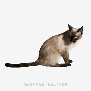 坐着的暹罗猫