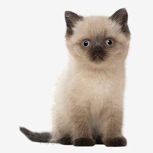 可爱暹罗小猫乖巧端坐