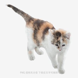 三色小猫俏皮行走