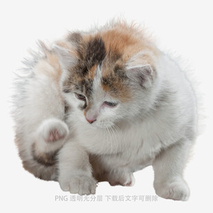 可爱三色小猫专注舔毛