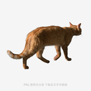 行走的棕色猫咪