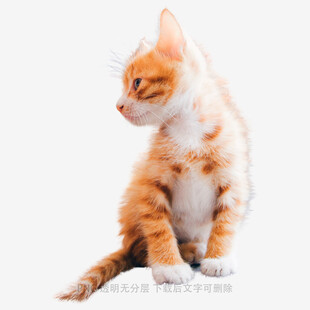 可爱橘白小猫扭头侧坐