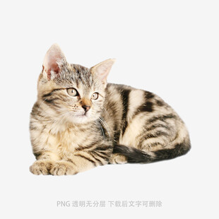 可爱斑纹小猫惬意趴卧