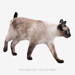 行走的暹罗猫