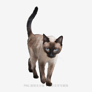 暹罗猫优雅行走