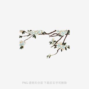 枝头绽放的白色花朵