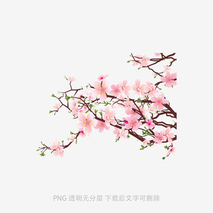 粉色桃花枝