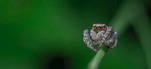 微距下的神秘小花