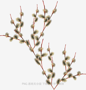 银芽柳枝条特写