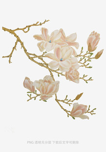 玉兰花枝插画