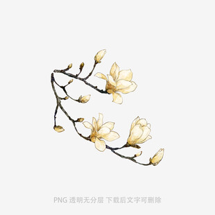 玉兰花枝插画
