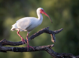 白朱鹮栖息于枯树枝上