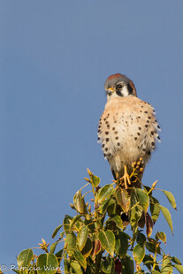 枝头栖息的矫健猎鹰