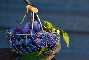 铁丝篮中的新鲜紫李子