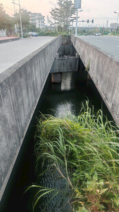 城市排水渠中的绿色植物