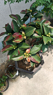 多彩盆栽山茶花展示